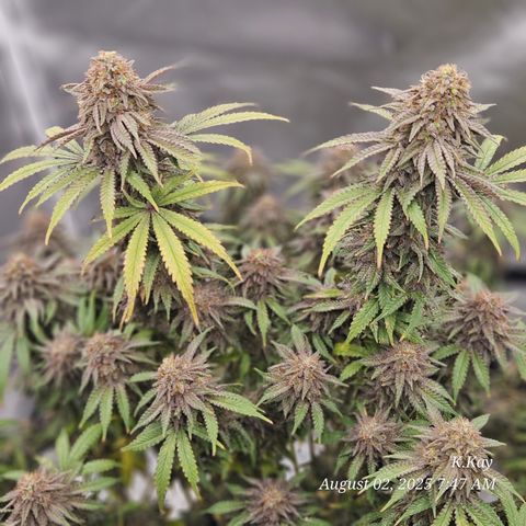 Logi OG growlog timeline photo