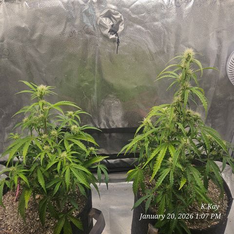 PPP GMOGK Autos x2 growlog timeline photo