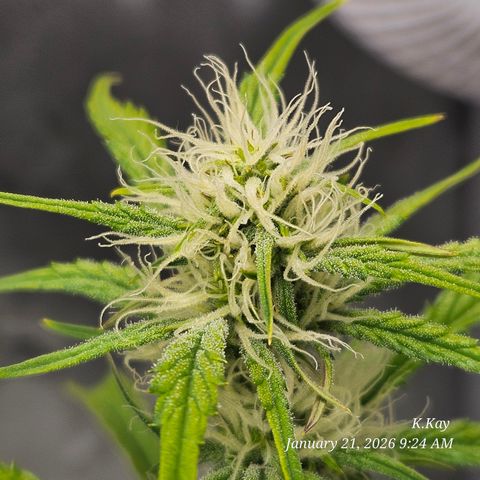 PPP GMOGK Autos x2 growlog timeline photo