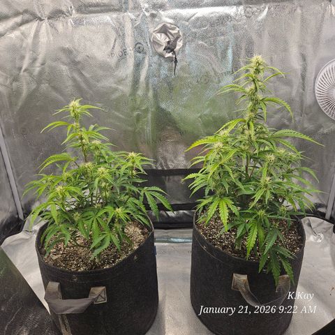 PPP GMOGK Autos x2 growlog timeline photo