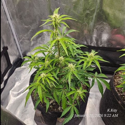 PPP GMOGK Autos x2 growlog timeline photo