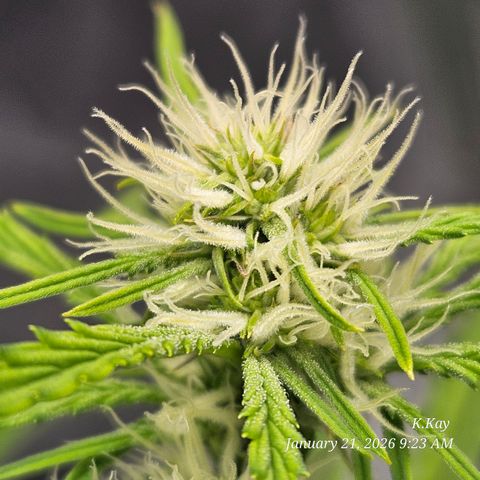 PPP GMOGK Autos x2 growlog timeline photo