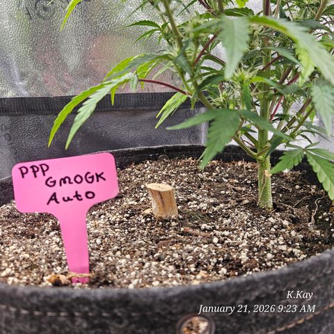 PPP GMOGK Autos x2 growlog timeline photo