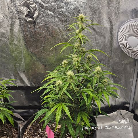 PPP GMOGK Autos x2 growlog timeline photo