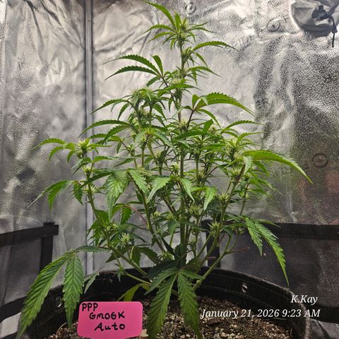 PPP GMOGK Autos x2 growlog timeline photo