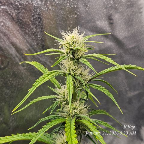 PPP GMOGK Autos x2 growlog timeline photo