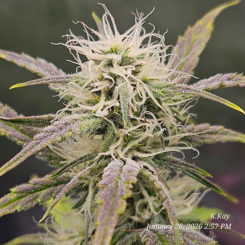 PPP GMOGK Autos x2 growlog timeline photo