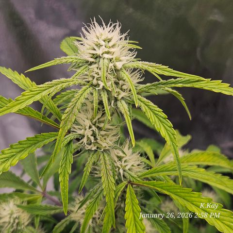 PPP GMOGK Autos x2 growlog timeline photo
