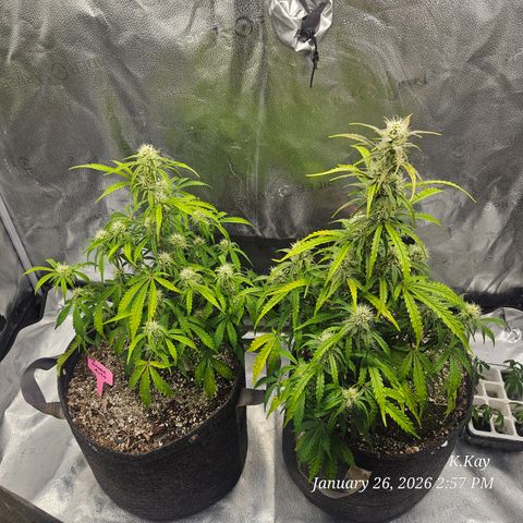 PPP GMOGK Autos x2 growlog timeline photo