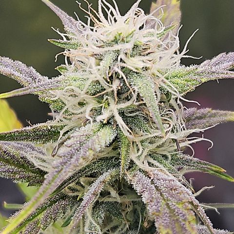 PPP GMOGK Autos x2 growlog timeline photo