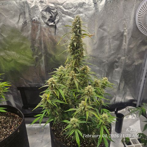 PPP GMOGK Autos x2 growlog timeline photo