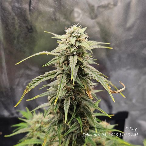 PPP GMOGK Autos x2 growlog timeline photo