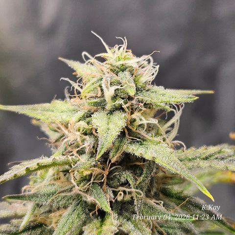 PPP GMOGK Autos x2 growlog timeline photo