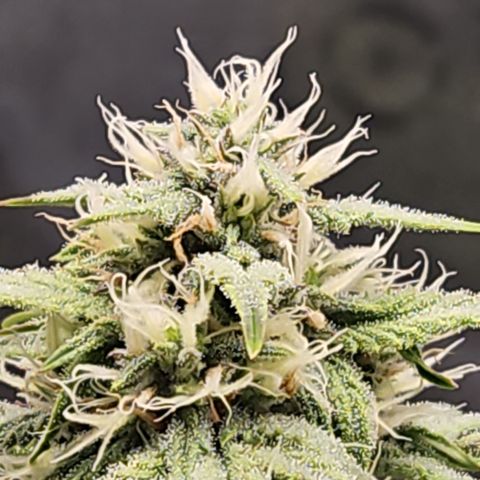 PPP GMOGK Autos x2 growlog timeline photo