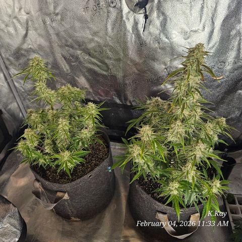 PPP GMOGK Autos x2 growlog timeline photo