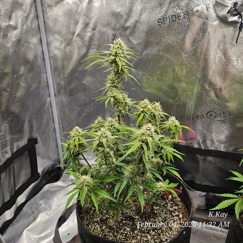 PPP GMOGK Autos x2 growlog timeline photo