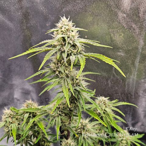PPP GMOGK Autos x2 growlog timeline photo