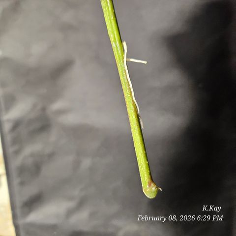 Ethos End Game growlog timeline photo