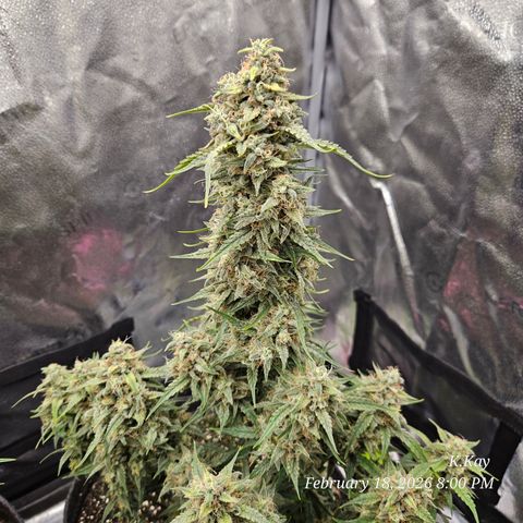 PPP GMOGK Autos x2 growlog timeline photo