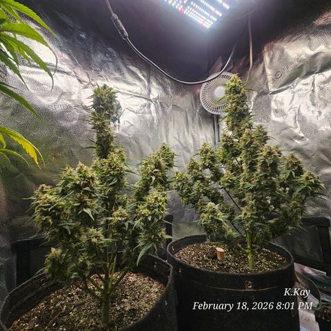 PPP GMOGK Autos x2 growlog timeline photo