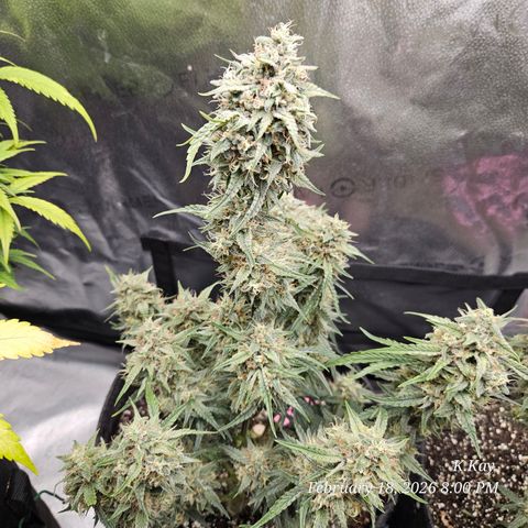 PPP GMOGK Autos x2 growlog timeline photo