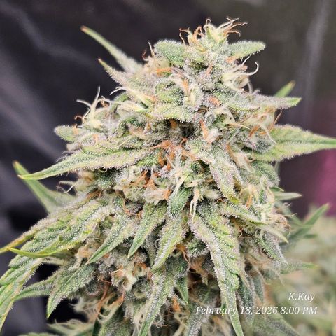 PPP GMOGK Autos x2 growlog timeline photo