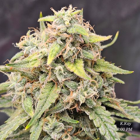 PPP GMOGK Autos x2 growlog timeline photo
