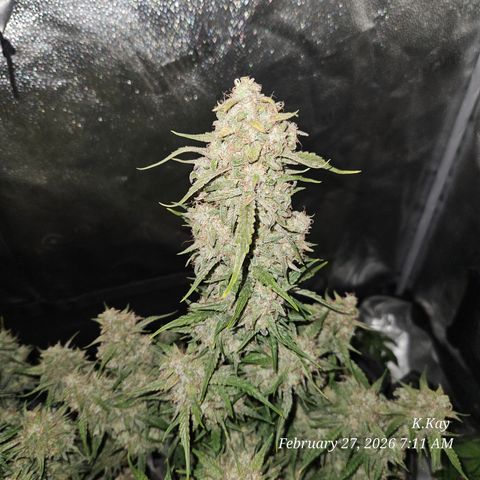 PPP GMOGK Autos x2 growlog timeline photo