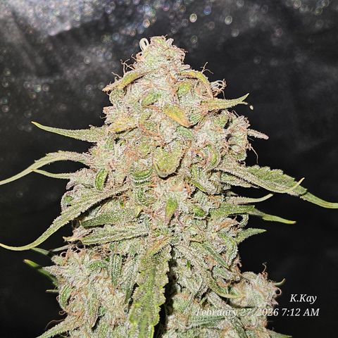 PPP GMOGK Autos x2 growlog timeline photo