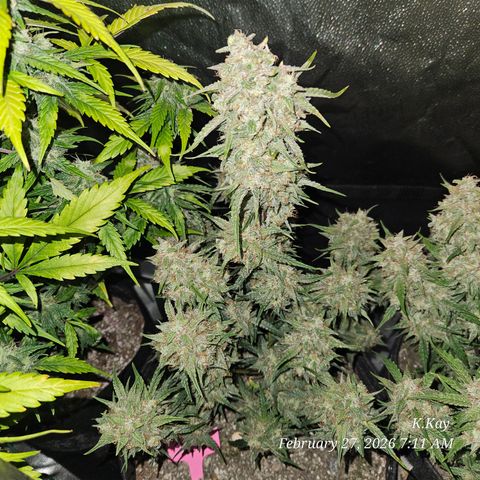 PPP GMOGK Autos x2 growlog timeline photo