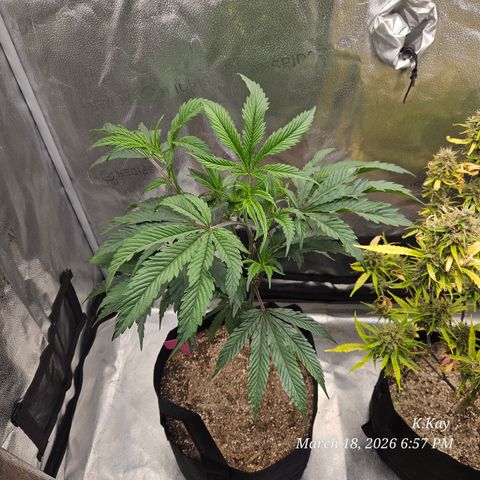Ethos End Game growlog timeline photo