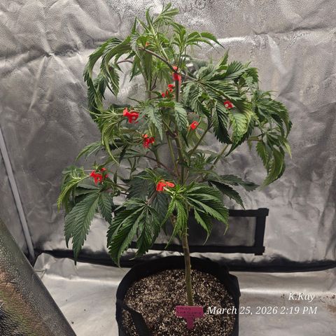 Ethos End Game growlog timeline photo