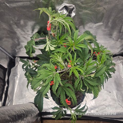 Ethos End Game growlog timeline photo