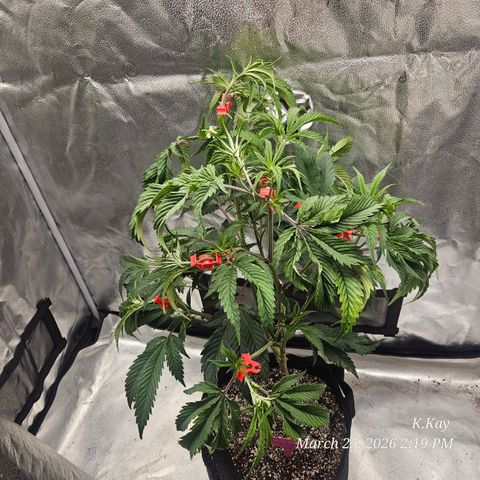 Ethos End Game growlog timeline photo
