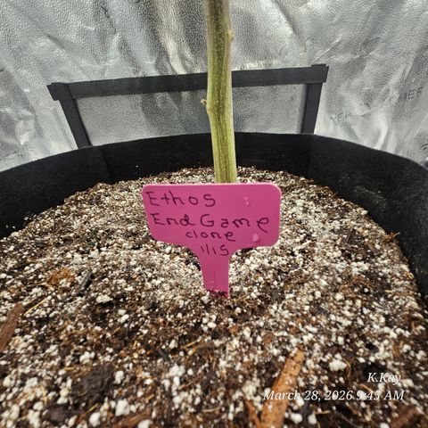 Ethos End Game growlog timeline photo