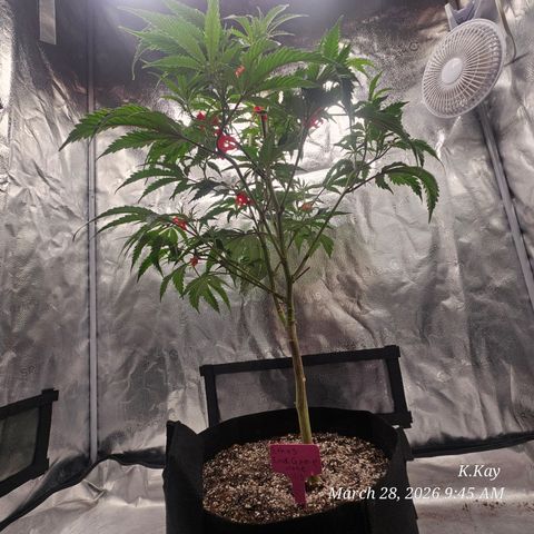 Ethos End Game growlog timeline photo