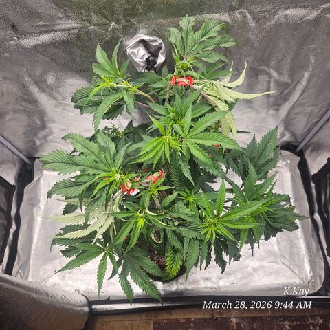 Ethos End Game growlog timeline photo