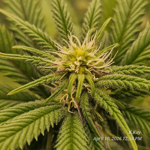 Ethos End Game growlog timeline photo