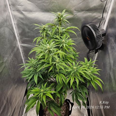 Ethos End Game growlog timeline photo