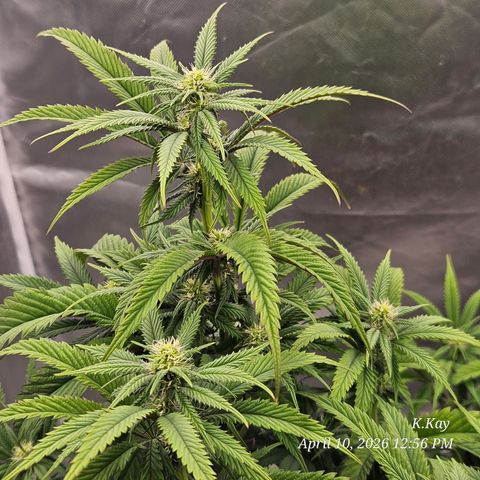 Ethos End Game growlog timeline photo