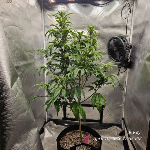 Ethos End Game growlog timeline photo