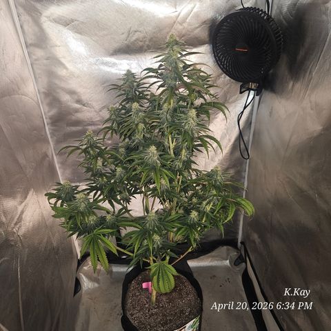 Ethos End Game growlog timeline photo