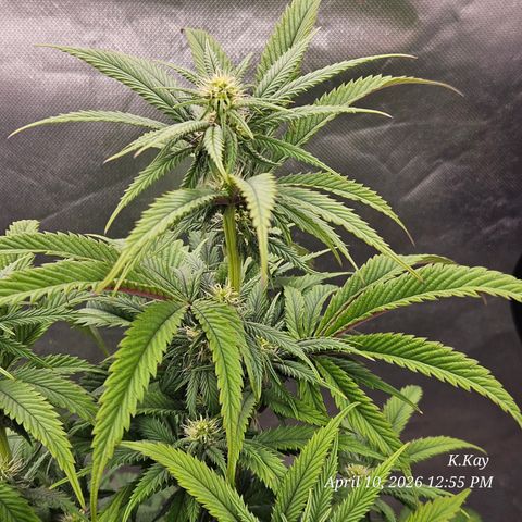 Ethos End Game growlog timeline photo