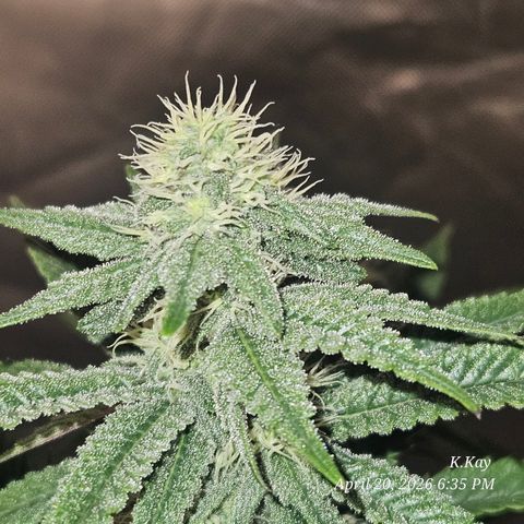 Ethos End Game growlog timeline photo