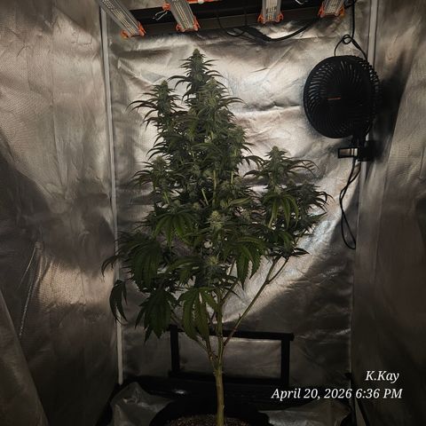 Ethos End Game growlog timeline photo