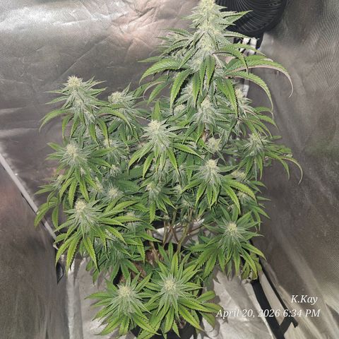 Ethos End Game growlog timeline photo