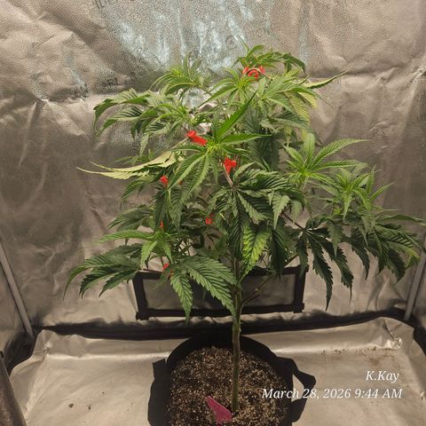 Ethos End Game growlog timeline photo