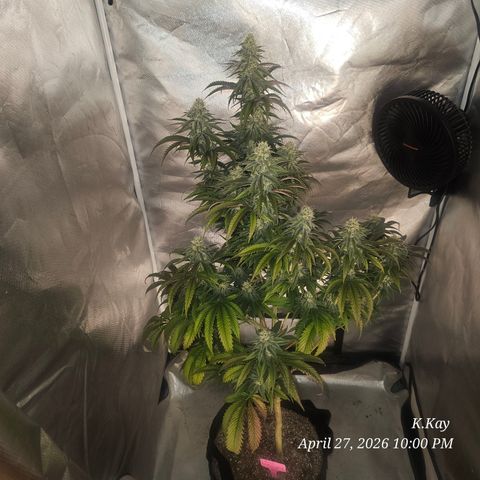 Ethos End Game growlog timeline photo
