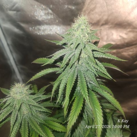 Ethos End Game growlog timeline photo