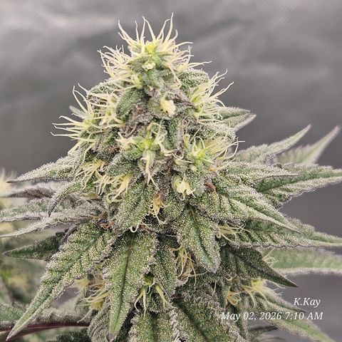 Ethos End Game growlog timeline photo